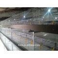 The top 4 layers of the broiler chicken cage shipped to South Africa